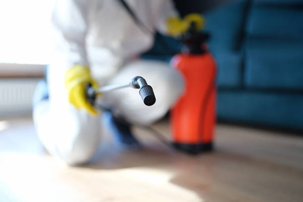 Best Emergency Mold Remediation  in New River, AZ