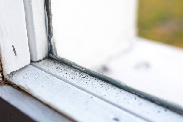 Best Mold Remediation for Healthcare Facilities  in New River, AZ