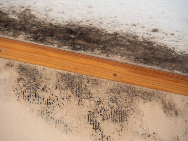 Best Biohazard Mold Removal  in New River, AZ
