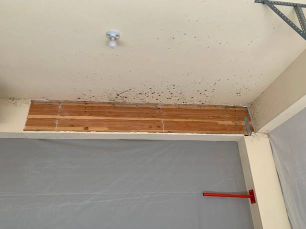 Trusted New River, AZ Mold Removal Experts